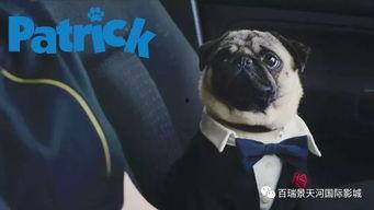 八哥手机电影在线观看,随时随地，畅享视听盛宴